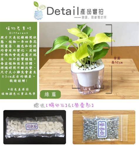 淨化廁所植物|【廁所植物必學】6款常見植物，讓你打造綠意盎然的。